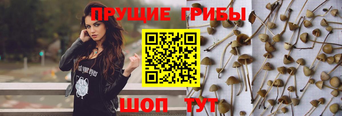 где купить наркотик  Вход с VPN  Азов  Галлюциногенные грибы Magic Shrooms 